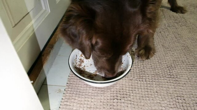 Hungry half breed of toller retriever dog greedily eating his food. Happy domestic animal concept. Dog food, pet store, animal resque.