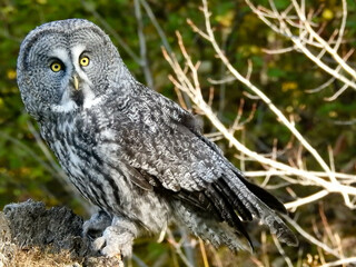 Fototapeta premium Great Grey Owl in a beautiful autumn forest