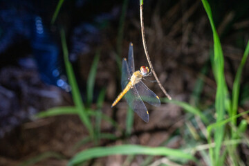 dragonfly 