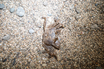 crab on the sand