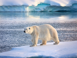 Large white polar bear on an ice floe in arctic landscape