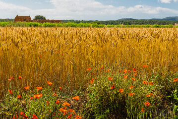 From Palau Sator to Peratallada walking through the field