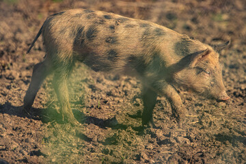 warthog in the wild