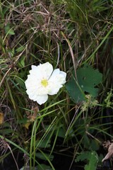 White lotus blooming in swamp