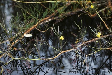 Aquatic plant water mimosa (Neptunia oleracea) growing in natural pond