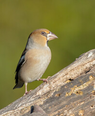 The hawfinch - female in autumn at a wet forest