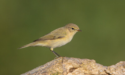 Fototapeta premium Common chiffchaff - in autumn at a wet forest 