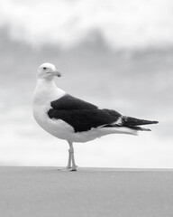 Kelp gull on the beach