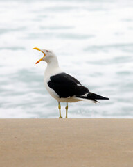 Kelp gull on the beach