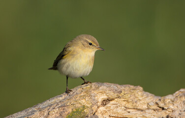 Common chiffchaff -  in autumn at a wet forest 