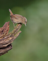 Eurasian Wren - in autumn at a wet forest