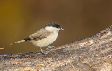 The marsh tit - at a wet forest in autumn
