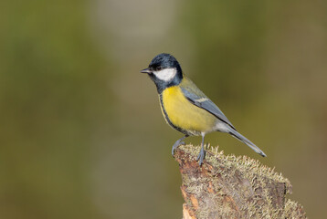 Fototapeta premium Great tit in autumn at a wet forest