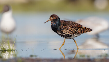 Ruff - male bird at a wetland on the mating season in spring