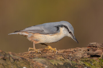 Eurasian nuthatch - in autumn at a wet forest