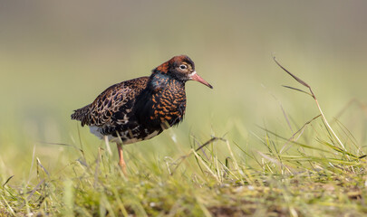 Ruff - male bird at a wetland on the mating season in spring