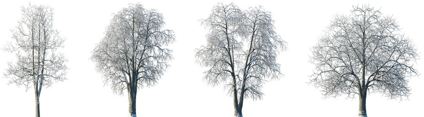 Fototapeta premium Set of Tilia (linden, basswood, lime trees) winter frontal set street trees isolated png in sunny daylight on a transparent background perfectly cutout