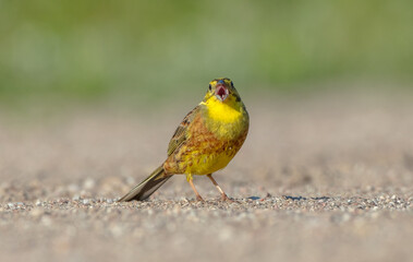 Obraz premium Yellowhammer - male in summer