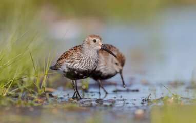 Dunlin - adult bird at a wetland on the spring migration 