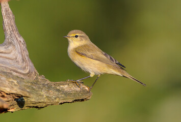 Obraz premium Common chiffchaff - in autumn at a wet forest 