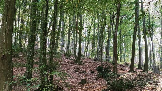 the forest