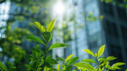 Obraz premium A green plant with leaves in front of an office building in the background low angle view