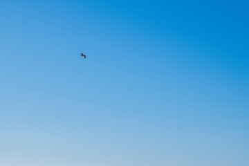 Seagull flying over the clear blue sky