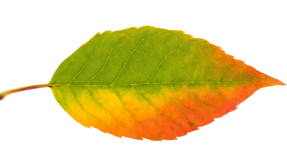 Colorful leaf changing colors from green to yellow to orange on transparent background
