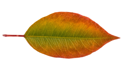 Colorful autumn leaf showing transition from green to yellow to orange on transparent background