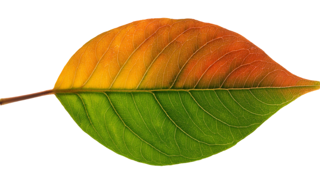 Leaf changing color from green to yellow to orange on transparent background