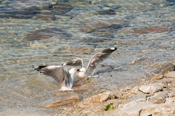 Seagulls Fighting: Dramatic Bird Conflict on the Coast