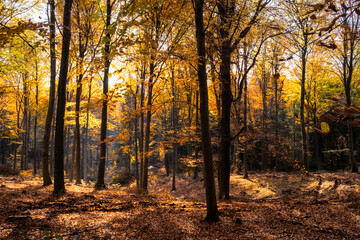 Złota polska jesień w lesie © Rafal Kot