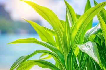 Obraz premium Indoor plants with window light on a winter day