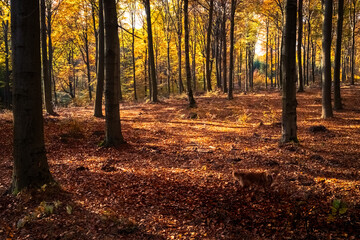 Fototapeta premium Złota polska jesień w lesie