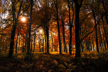 Obraz premium Ciemny las jesienią, złota polska jesień.