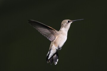 Fototapeta premium Hummingbird