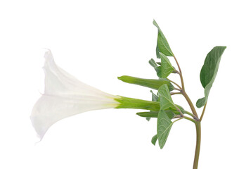 Angel’s trumpet plant isolated on white background, Datura innoxia