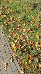 In the photo, bright yellow leaves are scattered across green grass, creating a striking color contrast. The leaves lie neatly, highlighting the beauty of the autumn season, while sunlight adds a warm