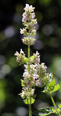 Flowering melissa (Melissa officinalis) flowers