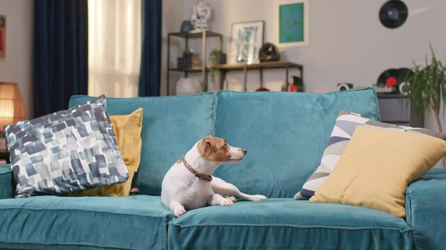 Curious interested cute small fuzzy fluffy dog looking into camera. Jack russell terrier laying on cozy blue couch close up portrait . Funny pet jumping at floor. Concept of happiness with lovely pet.