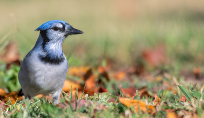 Closeup of a blue jay standing in the grass surrounded by fall leaves.