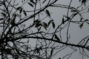 Autumn Concept , Leafless Tree