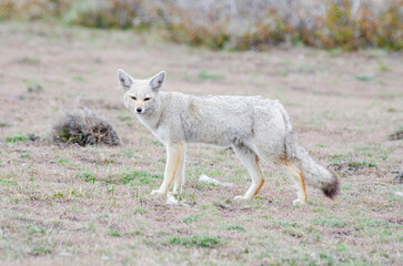 Patagonian fox Lycalopex griseus