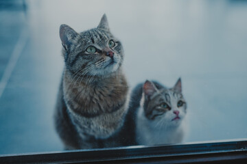 Two cure cats sitting in front for door and asking for food