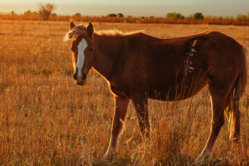 Horse grazing in autumn field at warm sunset light