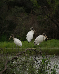 Hermanos Flamencos