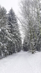 Obraz premium Much trees with snow in winter forest. Nature background.