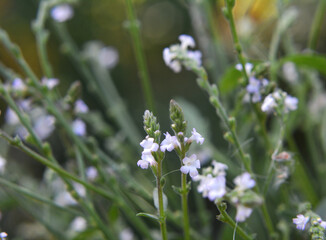 The medicinal plant Verbena officinalis grows in nature