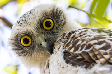 Juvenile Australian Powerful Owl in tree