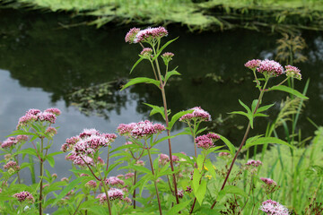 It blooms in nature hemp agrimony (Eupatorium cannabinum)